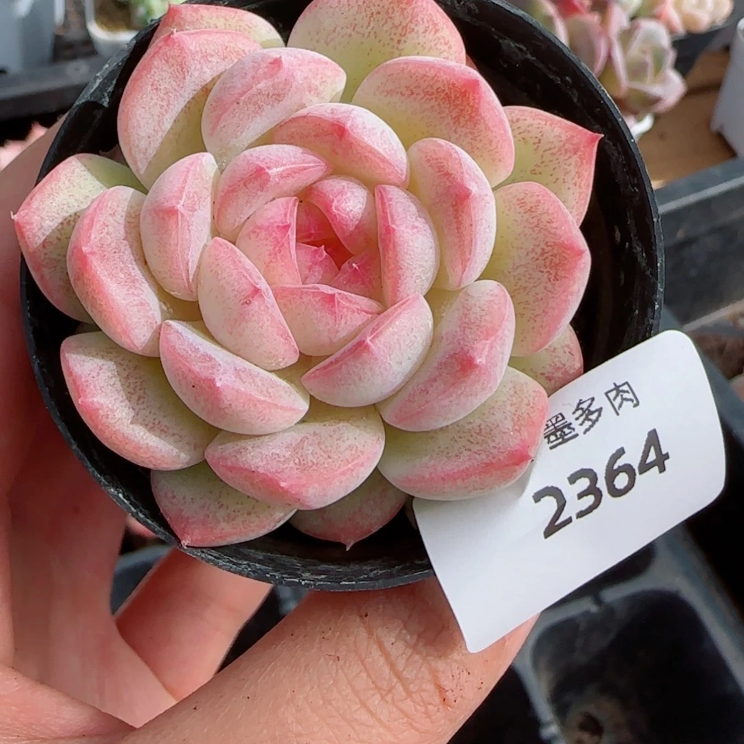 孤品，2364多肉植物