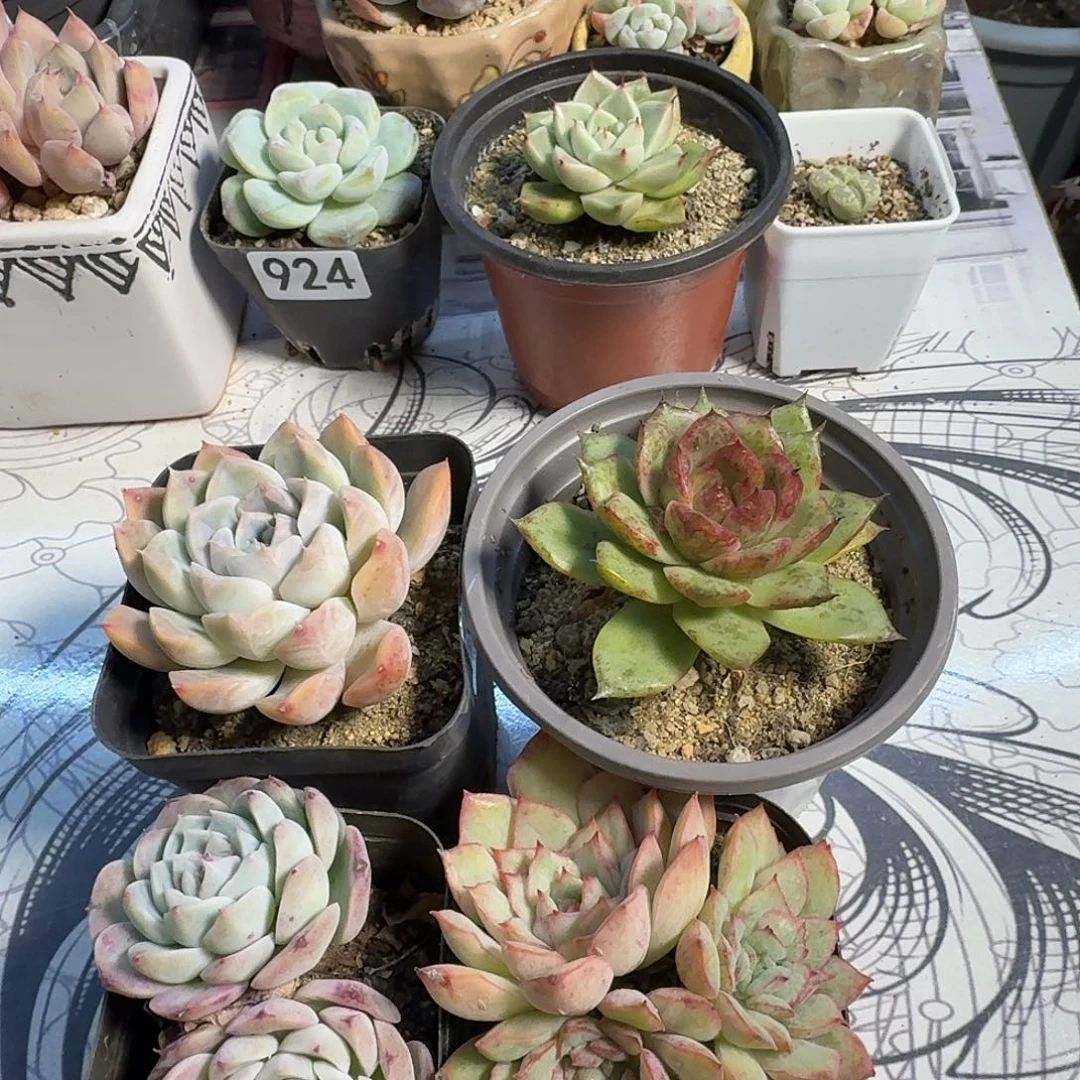 阳****阳光四棵肉肉一起