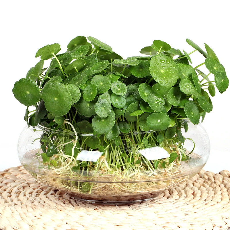 新疆包邮35【铜钱草种子】可土培可水培种子盆栽四季长绿金钱草种