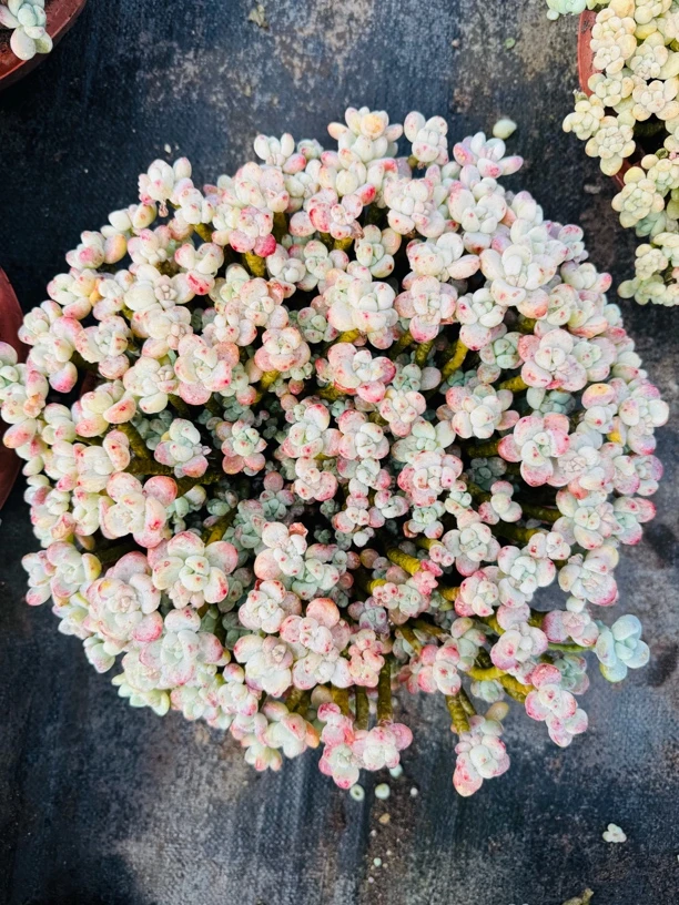 多肉植物 香水罗琦