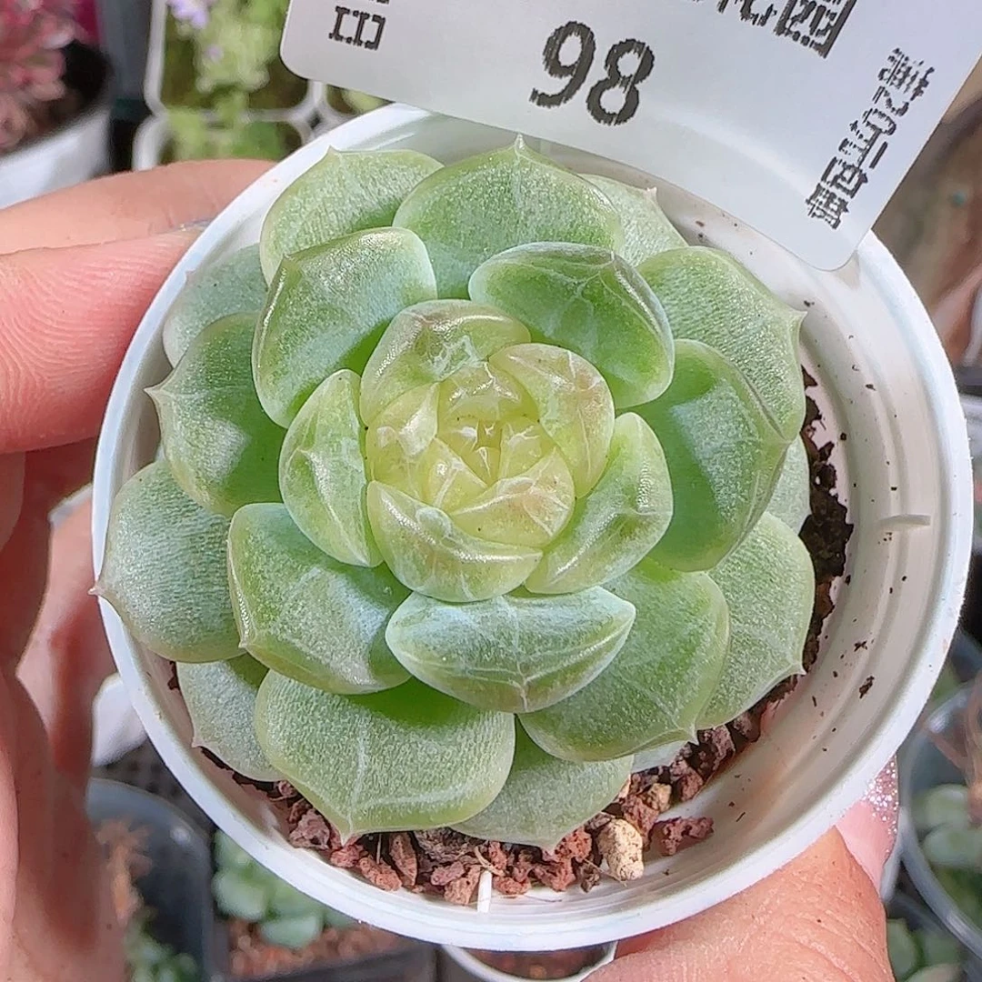 0721-:-98无尽灯糖心珍妮