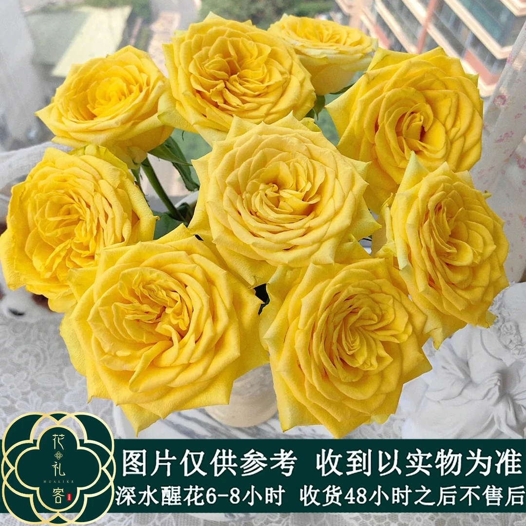 云花巷# 【俏溪阳-金丝雀】稀有小众品种