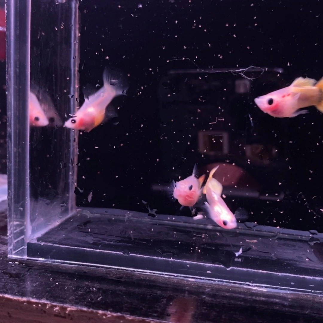 珠***珠海水鱼玻璃猫两对