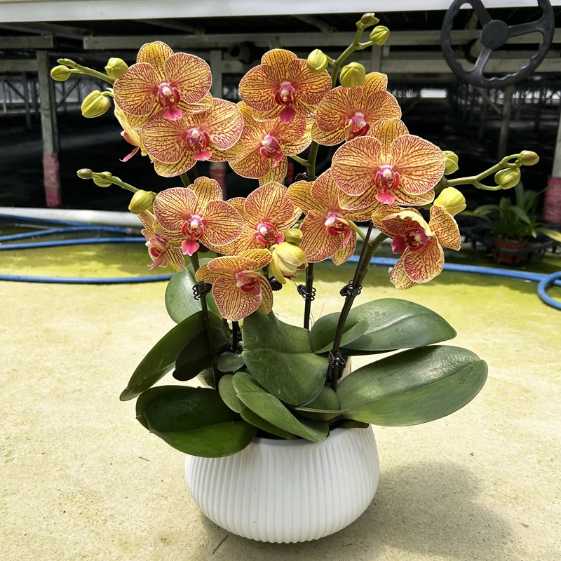 蝴蝶兰黄金甲线条带花苞室内高端绿植花卉盆栽