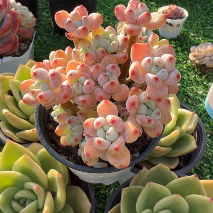 罗琦。