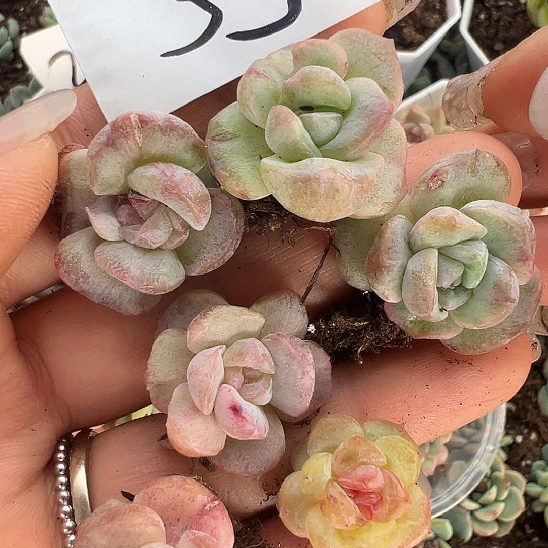 33喜欢直接拍19.9包邮非偏远