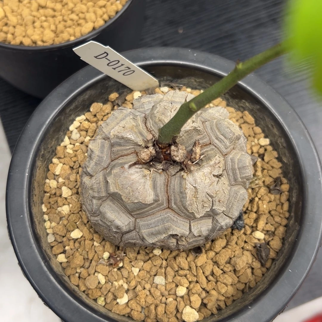 无***为精品盆栽养定龟甲龙0170号