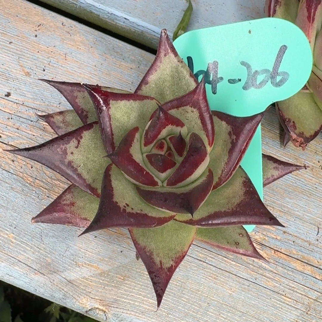 从前慢多肉精选编号0104.206