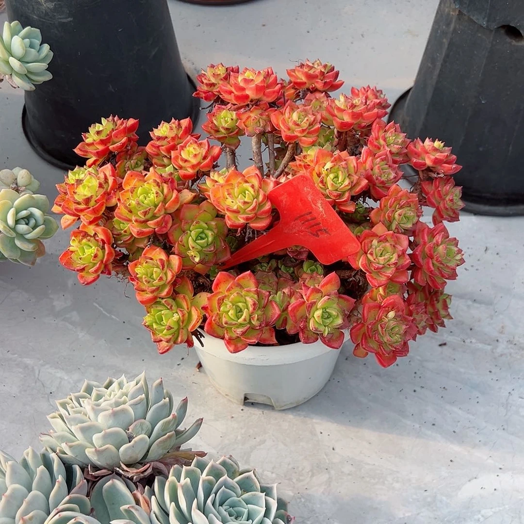 白***21115火焰迪亚玫瑰多肉