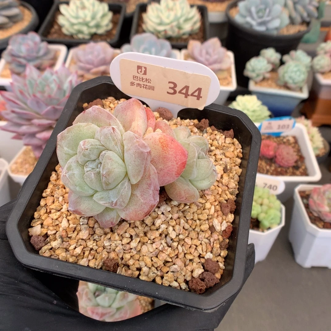 344 冰玉石化多肉