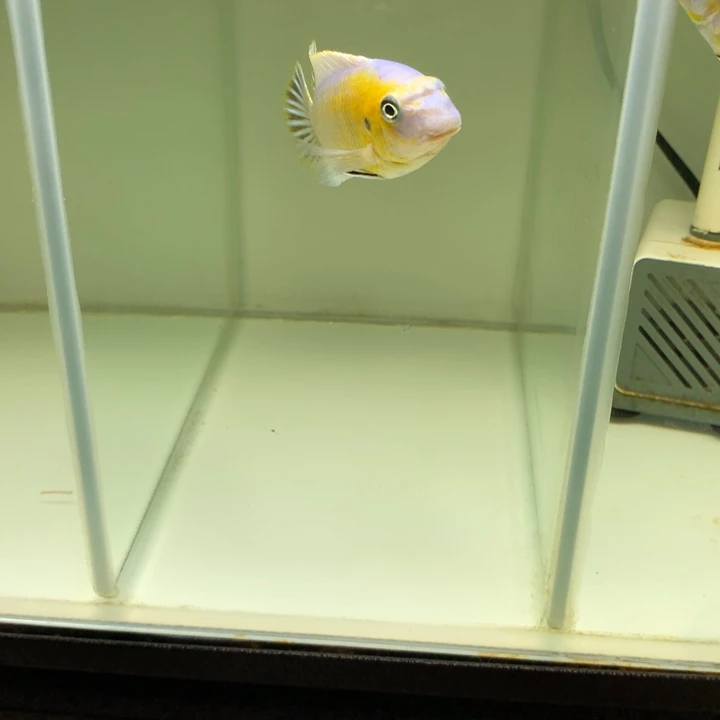 阿***髙慈鲷鱼375号齐尔瓦