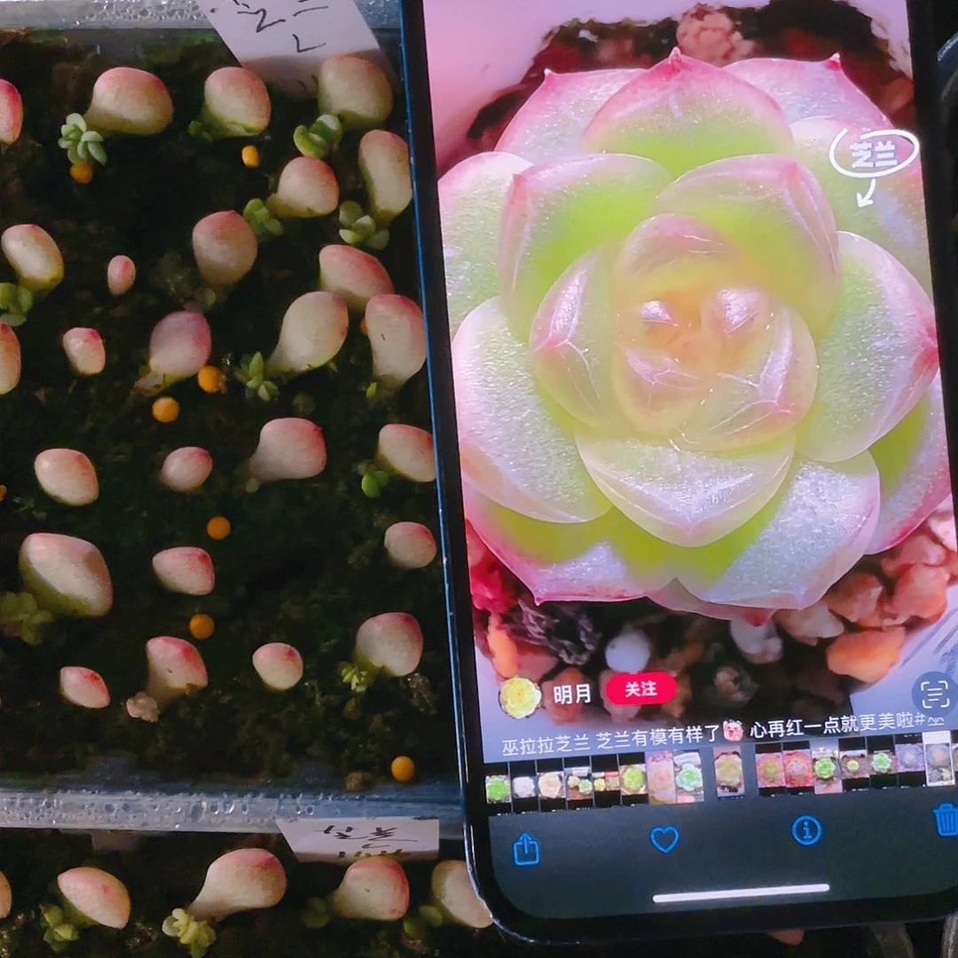 芝兰芝麻苗一个满25包邮