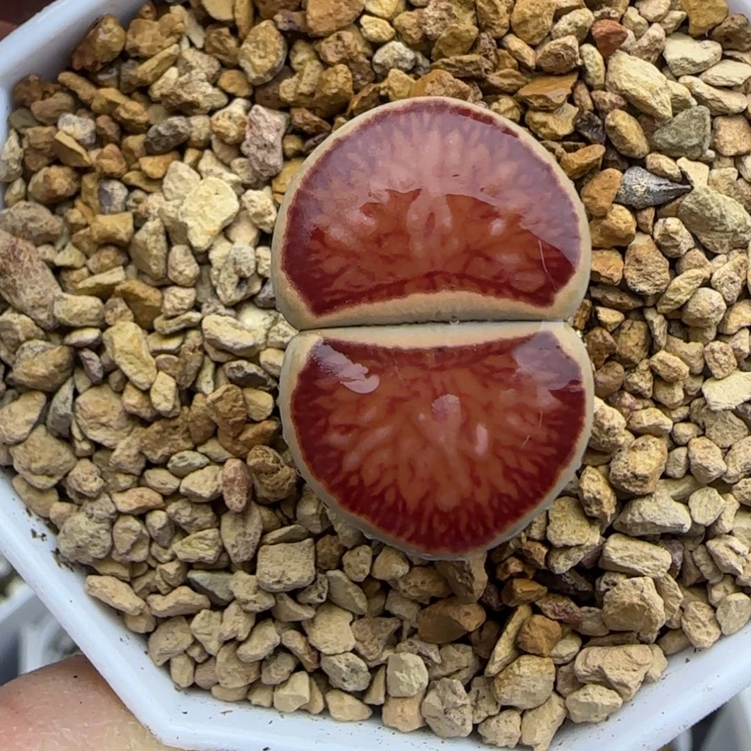 岛田红窗菊母本大棚直播