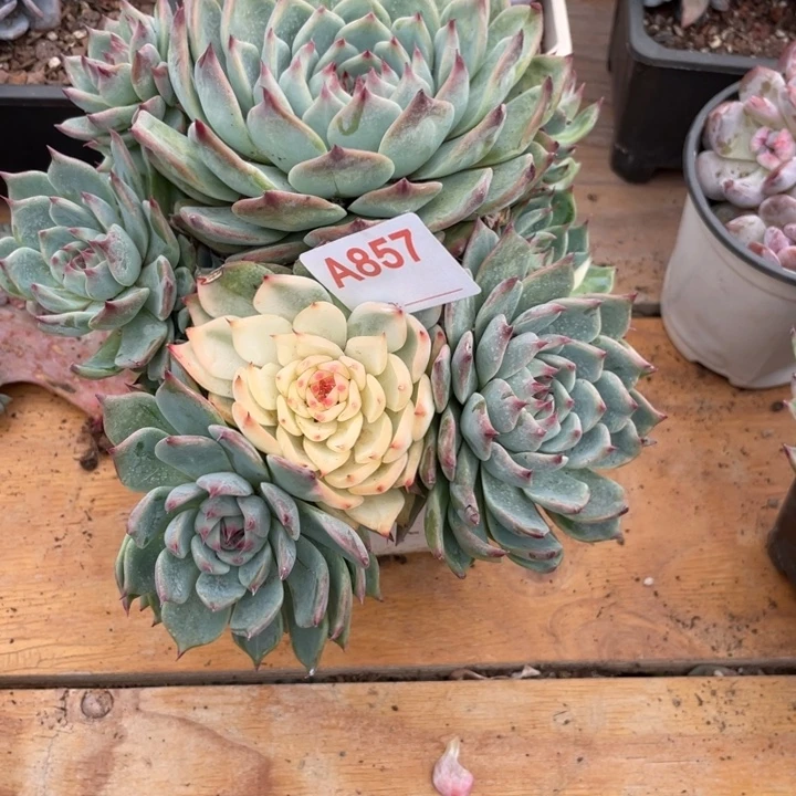 ~***~哈哈哈哈哈哈哈哈哈哈857