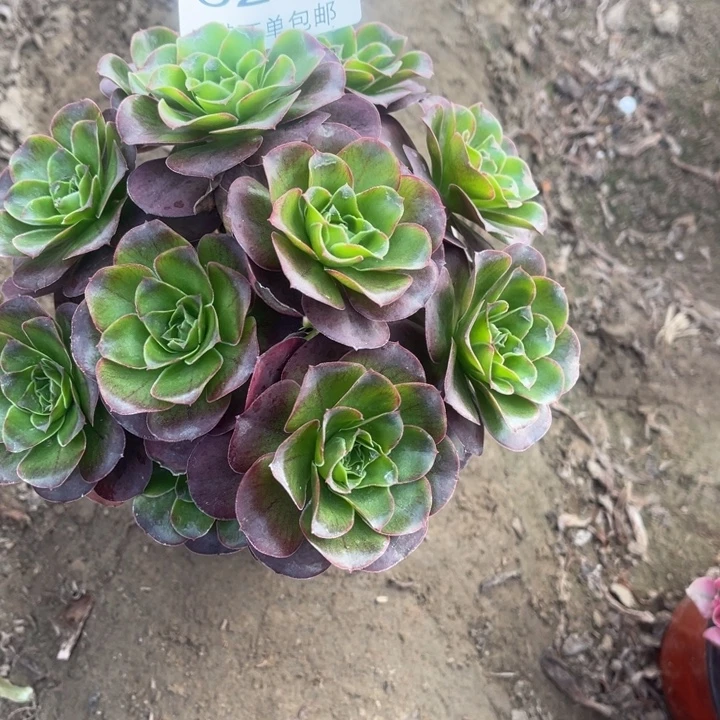 6264魅金的人多肉的