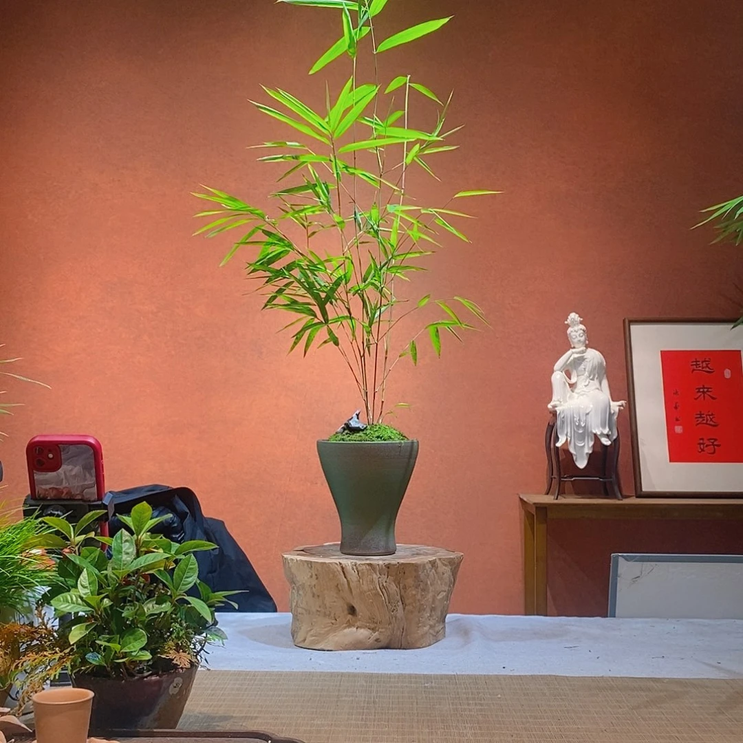 草***民无花朵老桩精品竹盆景作品