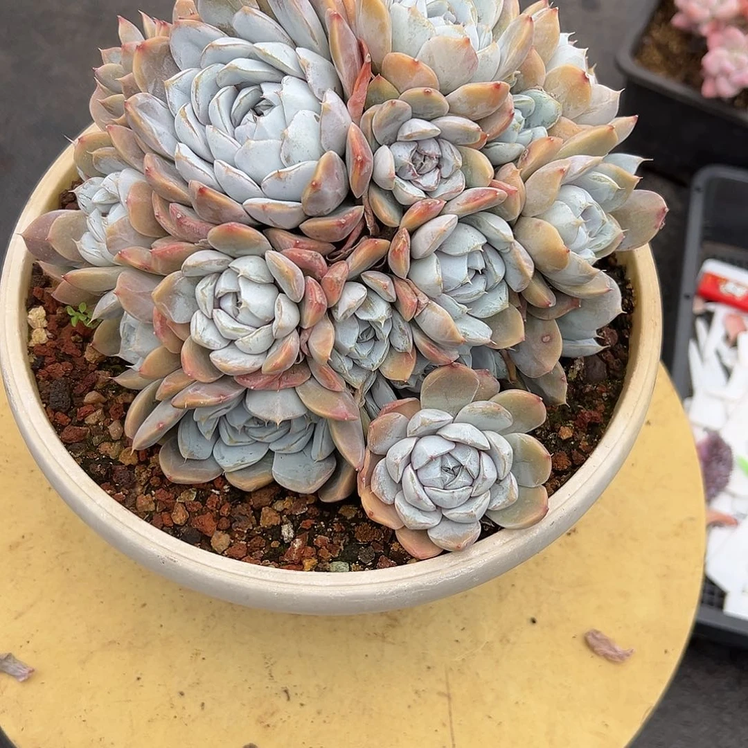 655雪兔。