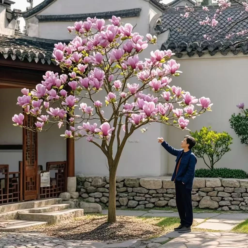 玉兰花带花苞紫玉兰盆栽南北方种植庭院绿植四季花卉耐寒植物