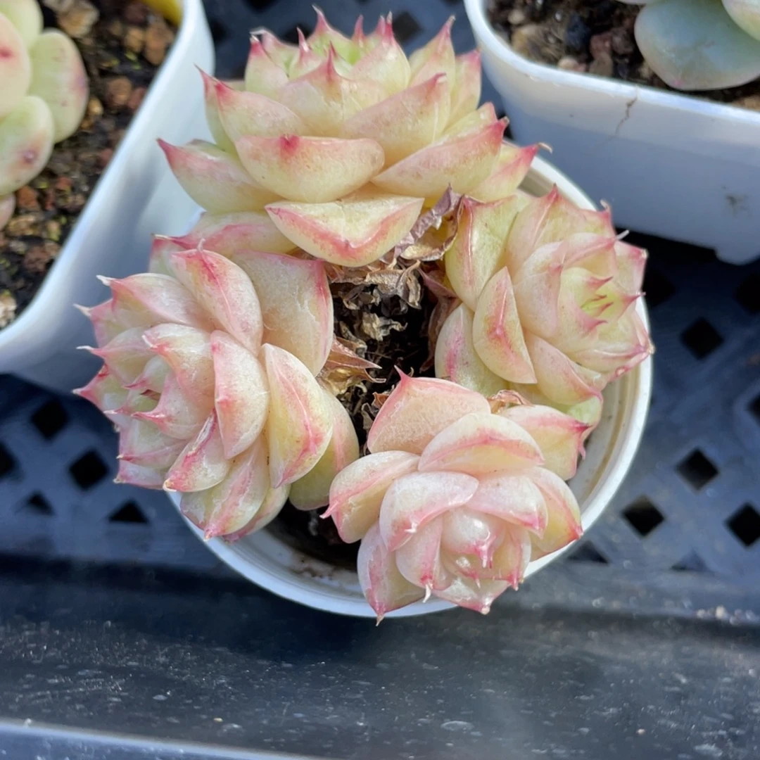 优选麦杆福利多肉1952