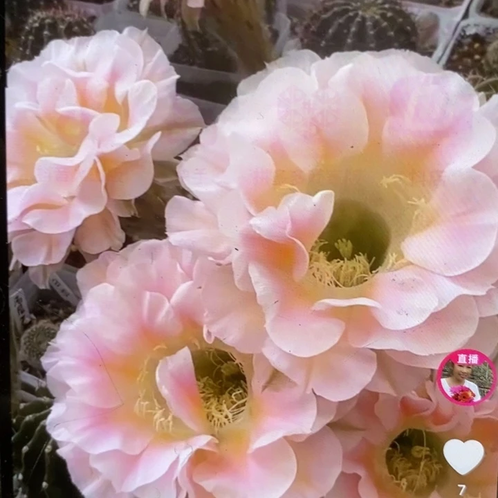 仙人掌嫁接镜花月影彩草