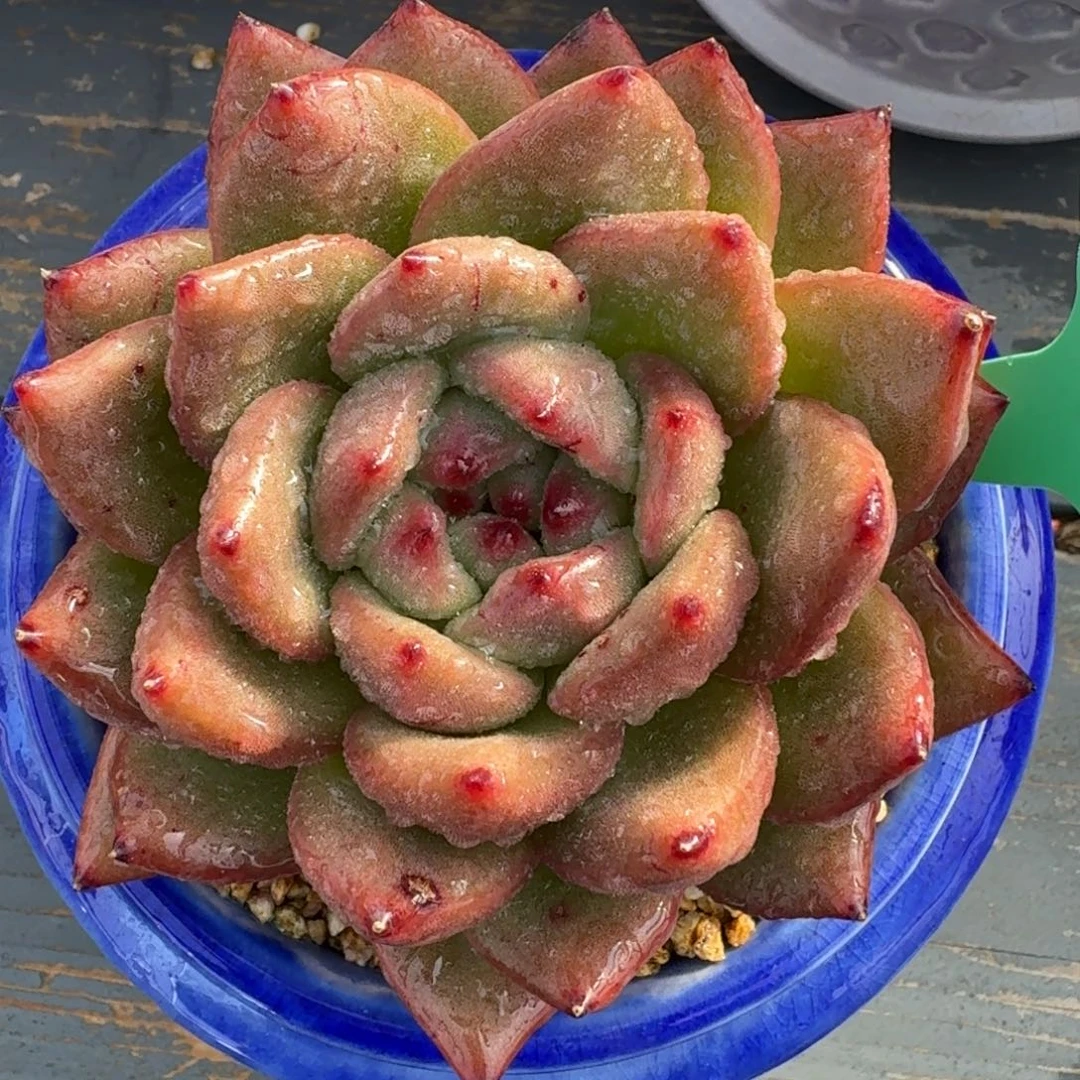 从前慢花园多肉编号1231-40