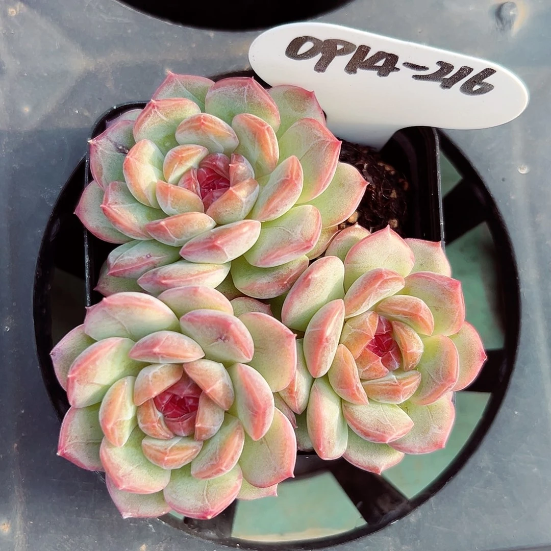 0914-216新品糖心