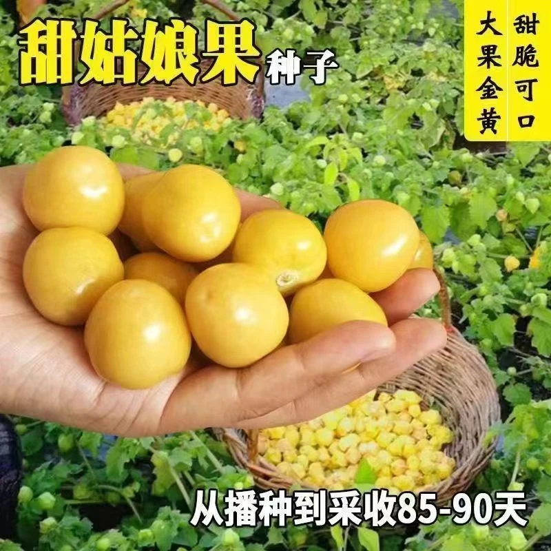 黄姑娘果种子奶香味粒粒甜可盆栽观赏农家庭院菜园阳台盆栽易种植