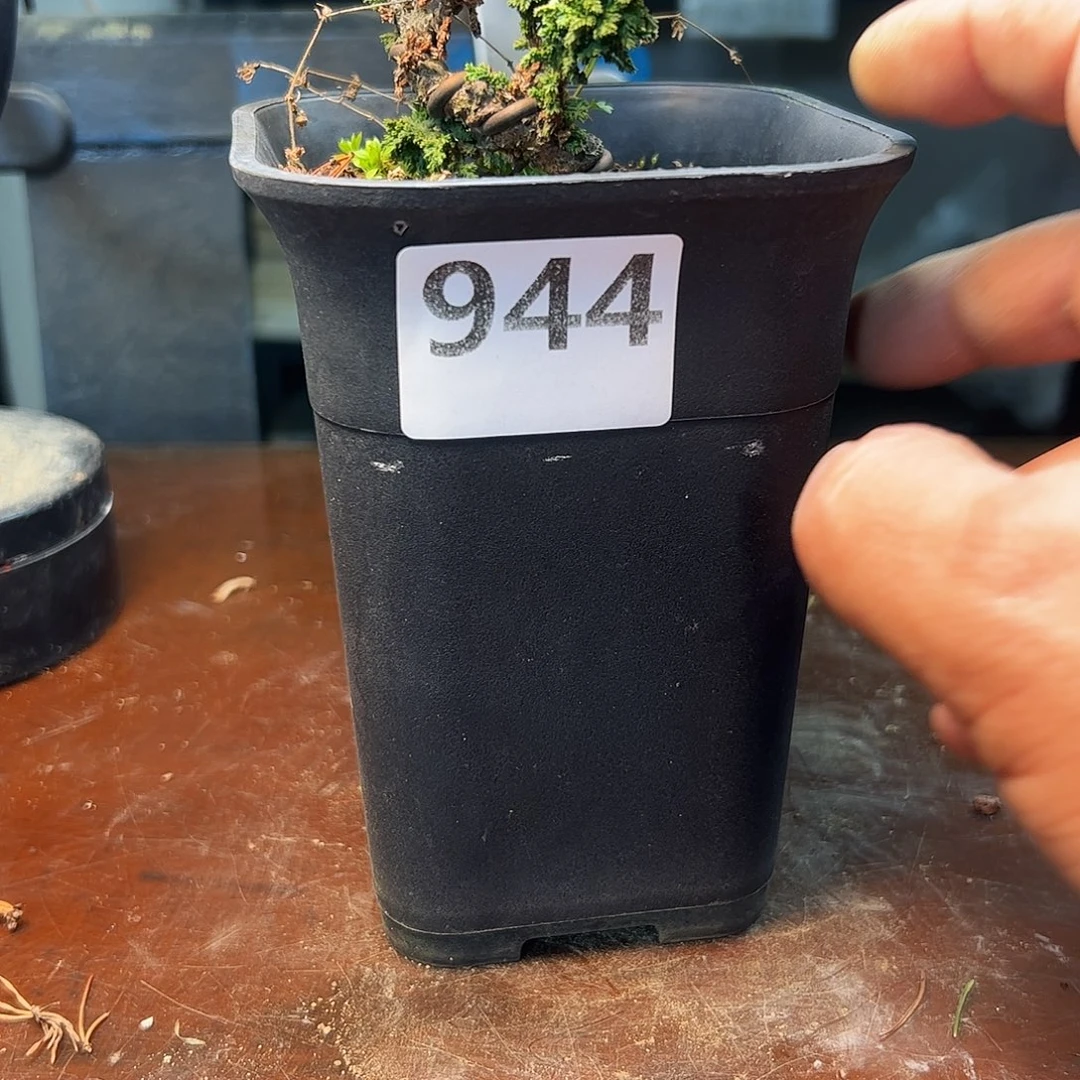 无花朵健健康康快快乐乐