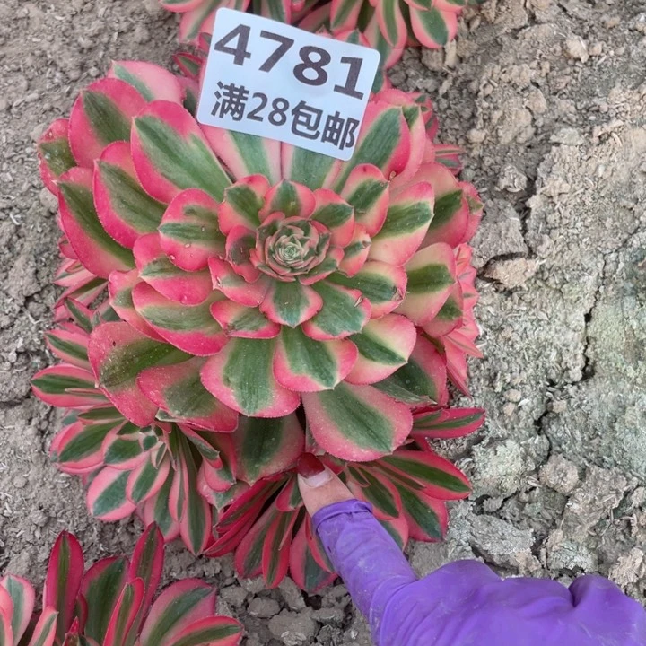 4781二号棚女巫多肉植物E