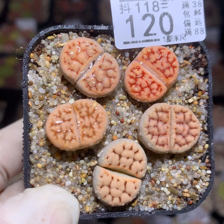 精品生石花118.120红河谷