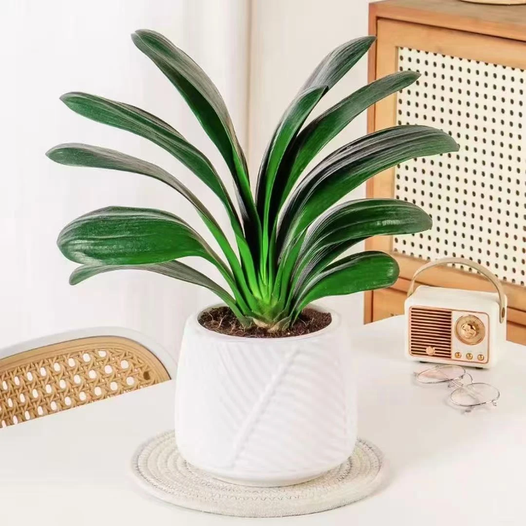 ROULUO【8-12片叶】君子兰盆栽室内花卉客厅四季常青好养易活