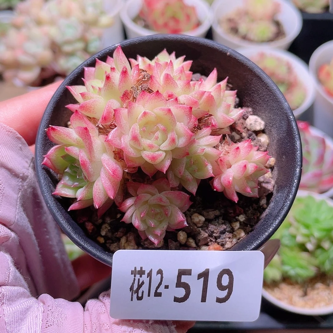 花利美12-519麦秆群