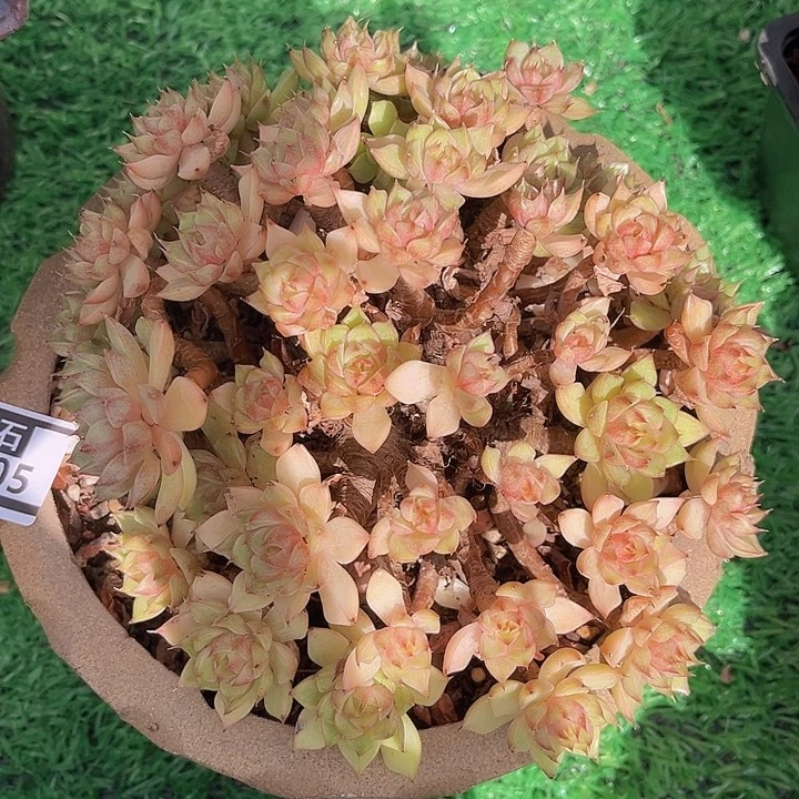 笨吧14105多肉植物