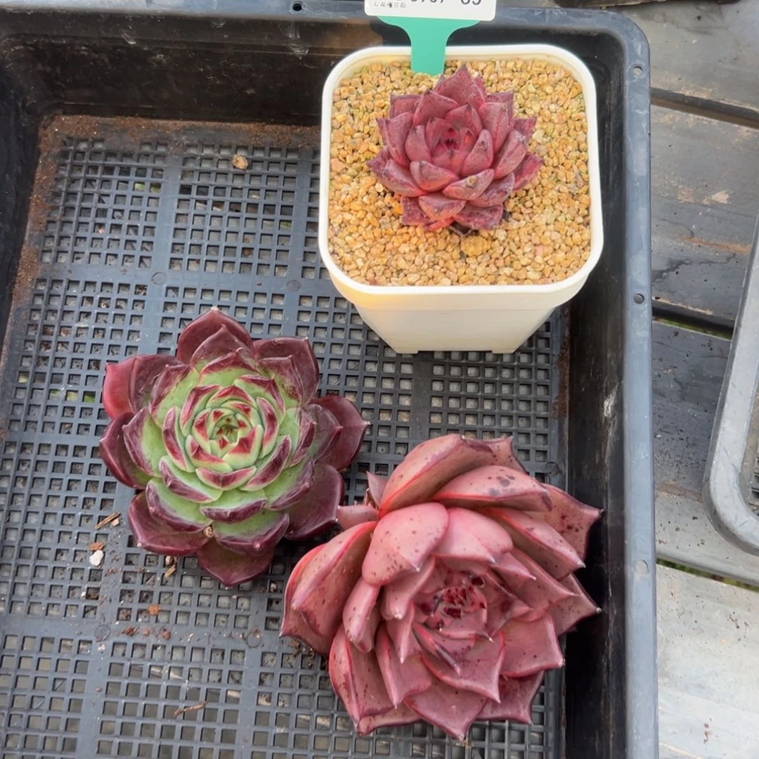 蜡**?多肉一物一拍0907-65