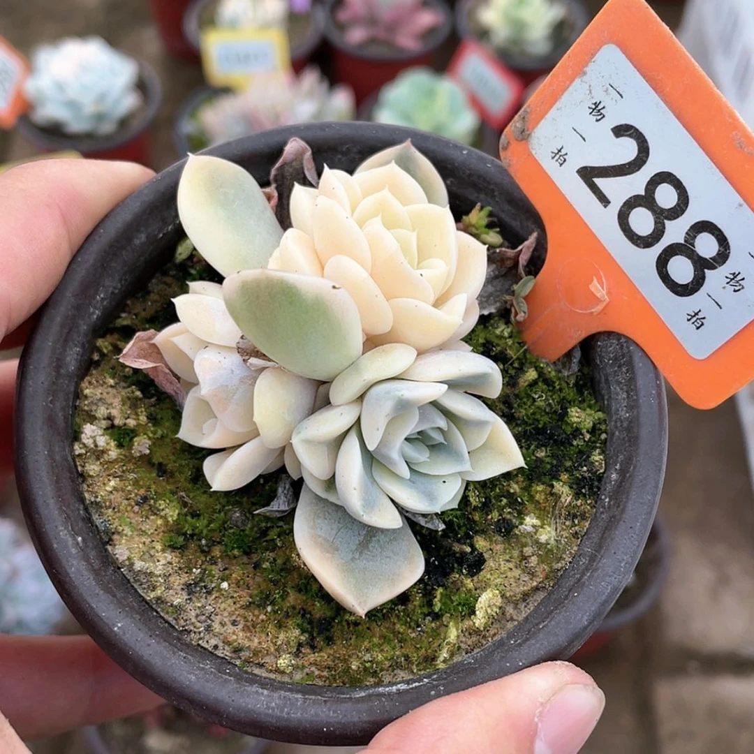 【闪购商品】蜜*288号