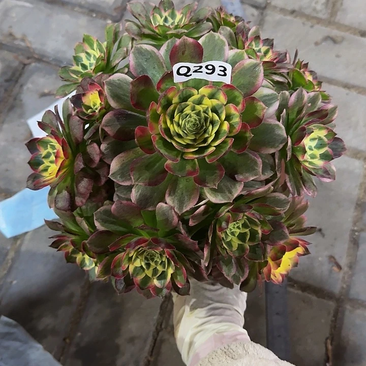 9****9293海鲜44冠服23.4左右