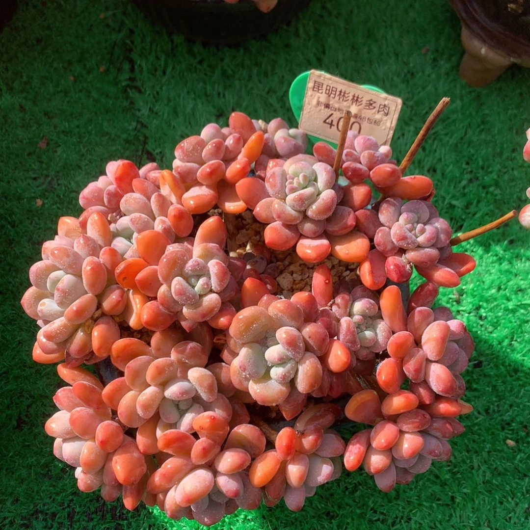 木糖醇老桩无砍平头400