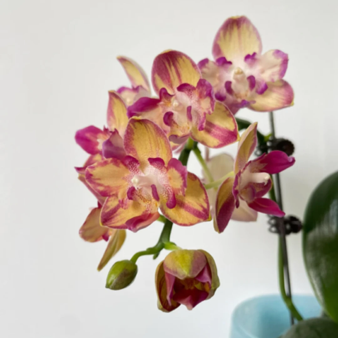 瑕疵不售后【智多星】2.8寸 苗发货