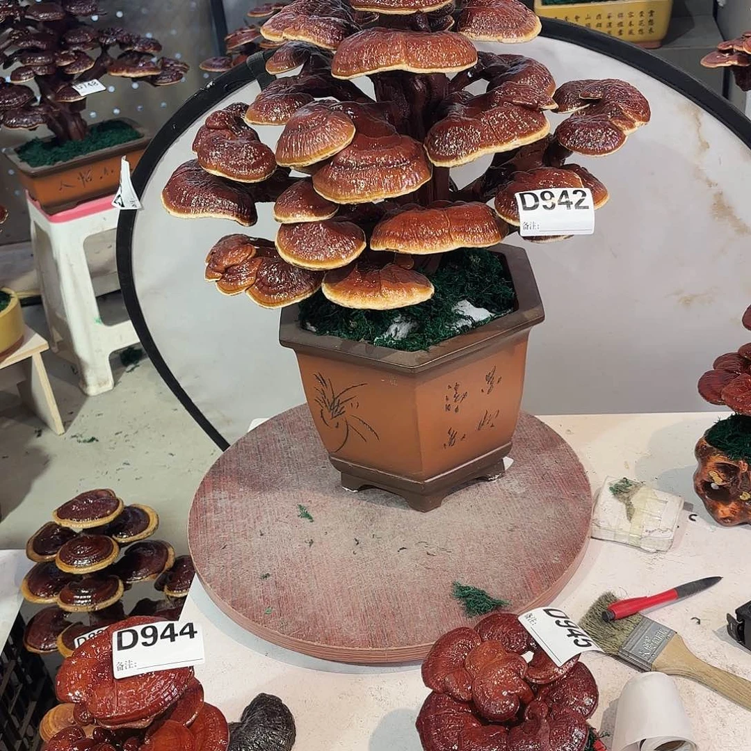 无花朵灵芝88555555555555555