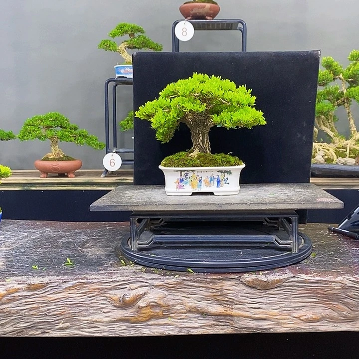 无花朵黄杨盆景四季常青不落叶