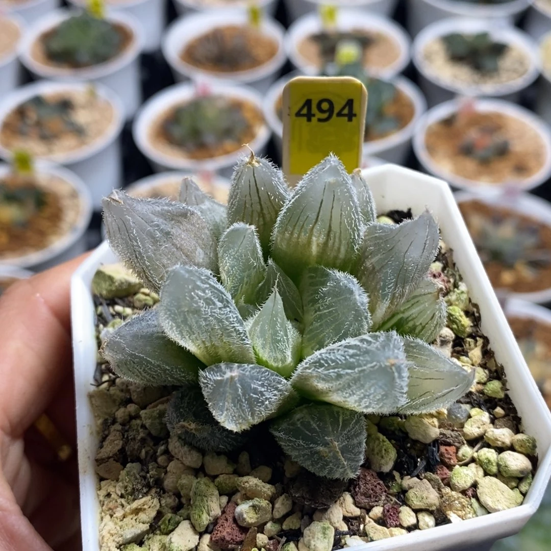 494毛玉露十二卷多肉植物