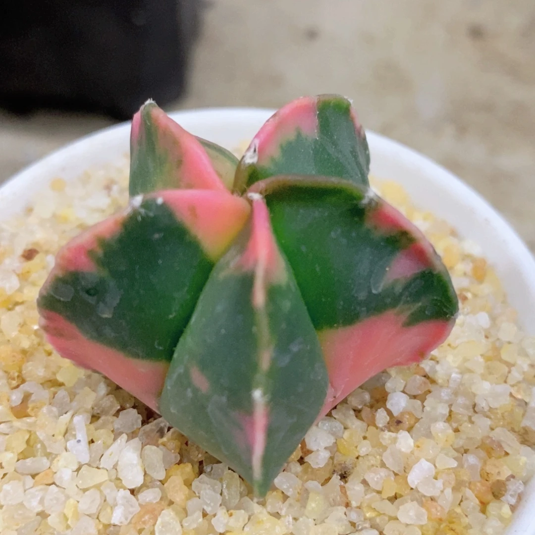 叶***子仙人球实生鸾凤玉锦漂亮的盆