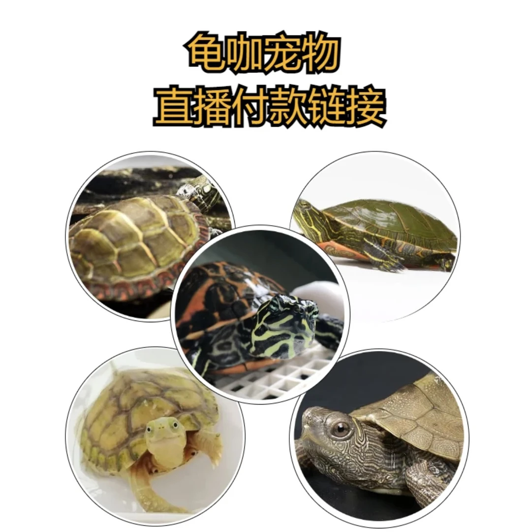 2号直播选龟链接人工养殖观赏龟活体宠物火焰龟东锦龟耐活好养