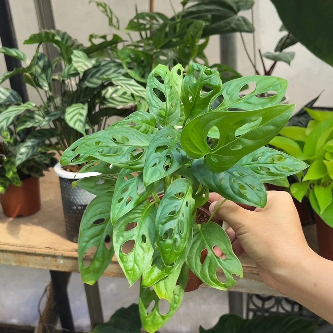 完全开放245 直立仙洞