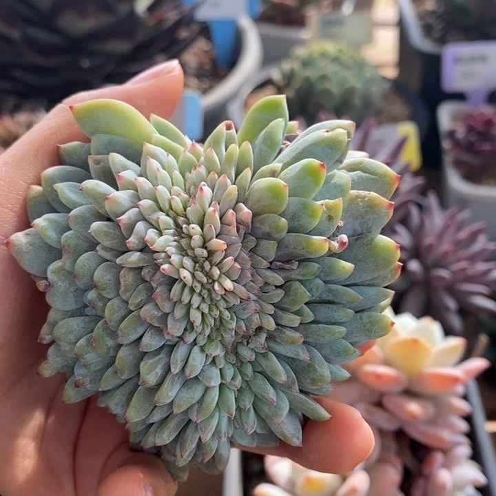 D387- 直播福利 橙子缀化