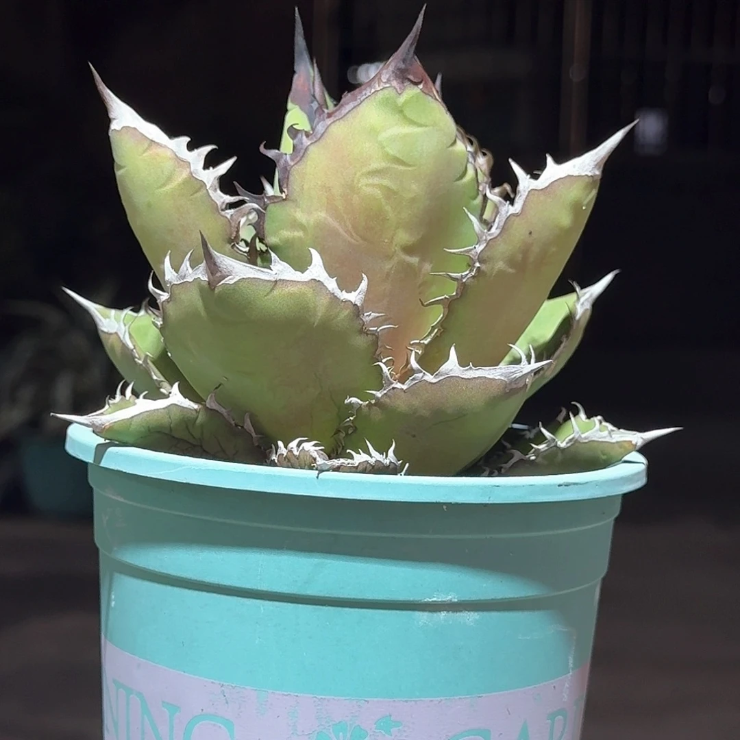 黑火焰仁王冠龙舌兰一一