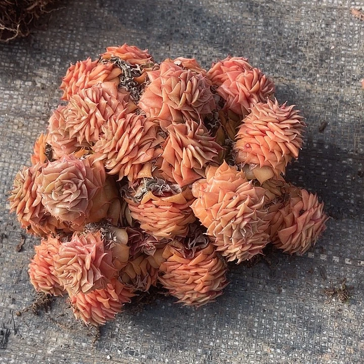 多肉植物肉肉肉肉植物