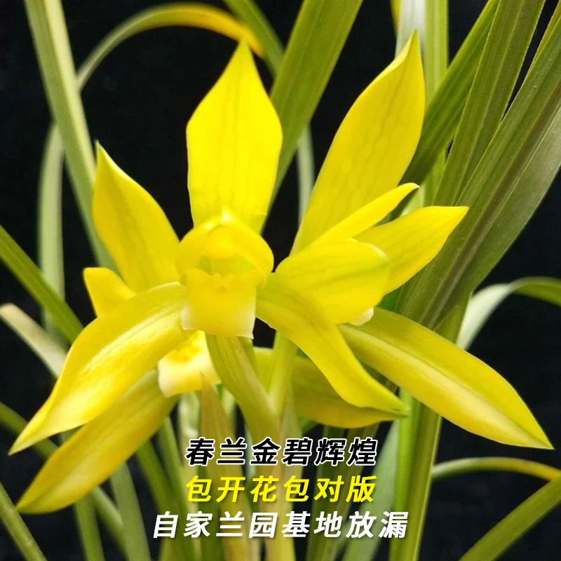 春兰名品【金碧辉煌】终身包对版 假一赔十放心购买 当年开花