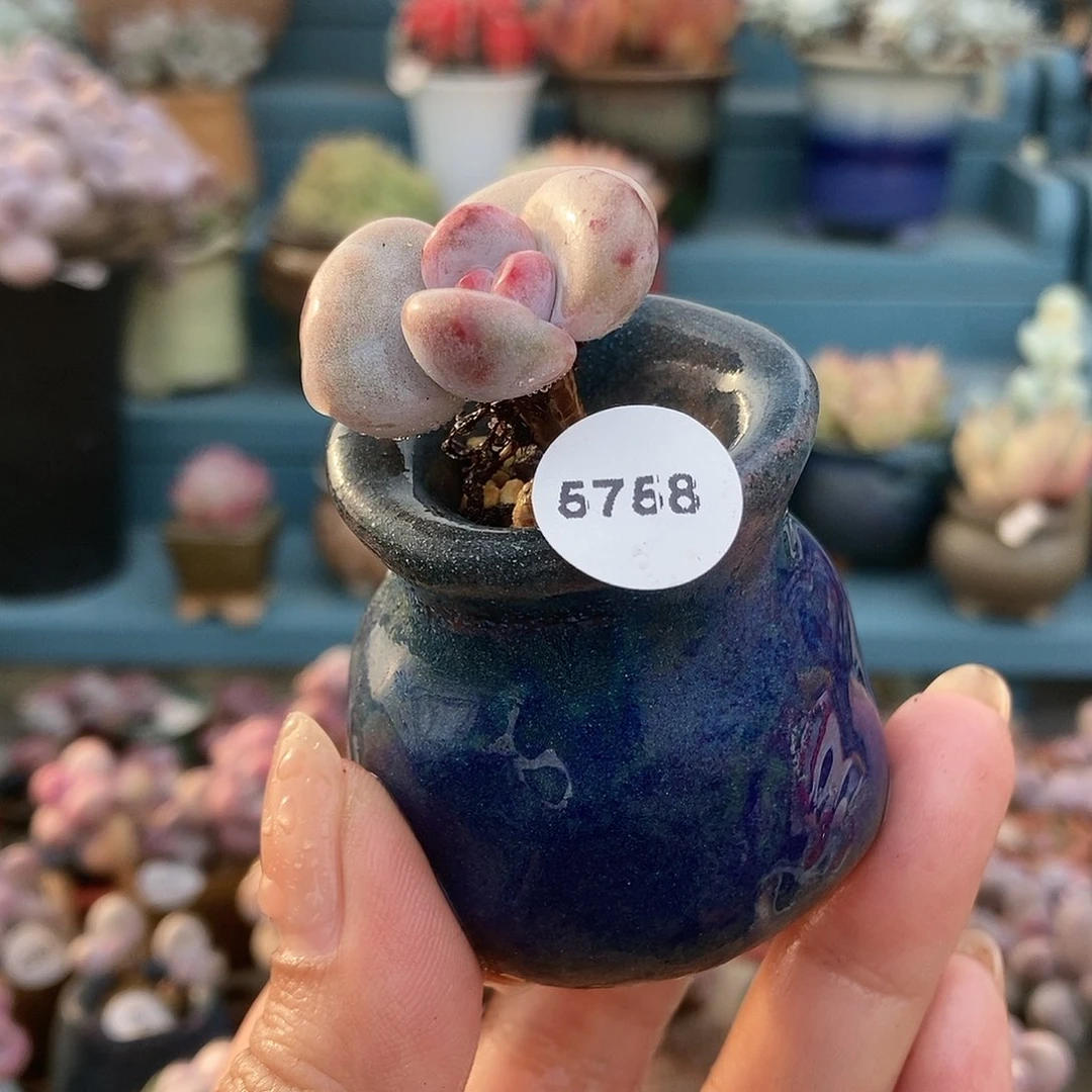 5758奶酪杂带盆土1111