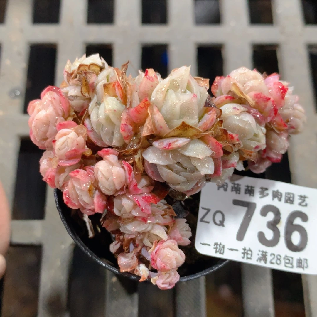 5CM拇指盆精控多肉ZQ736